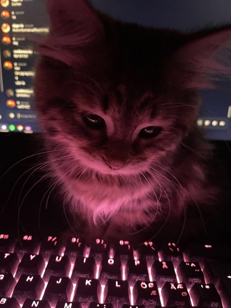 VSPE Zackson's pink-lit cat at a keyboard